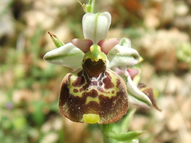 O. fuciflora O. apulica. O. lacaitae.      ibridi?